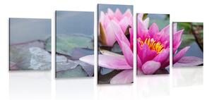 5-dílný obraz růžový lotosový květ Varianta: 100x50