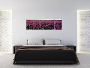Obraz - Louka fialových tulipánů (170x50 cm)