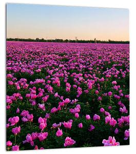 Obraz - Louka fialových tulipánů (30x30 cm)