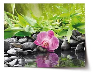 Sablio Plakát Růžová orchidej - 60x40 cm