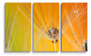 Sablio Obraz - 3-dílný Odkvetlé pampelišky 2 - 120x80 cm