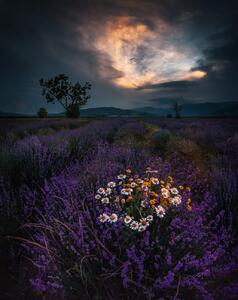 Fotografie Lavender, Jeni Madjarova, (30 x 40 cm)