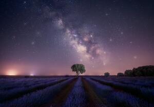 Umělecká fotografie Lavender fields nightshot, joanaduenas, (40 x 26.7 cm)