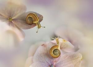 Umělecká fotografie Little snails, Ellen van Deelen, (40 x 30 cm)