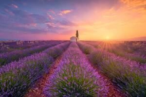 Ilustrace France, Alpes-de-Haute-Provence, Valensole, lavender field at, Westend61