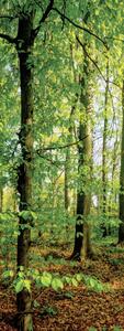 OBRAZ NA PLÁTNĚ, stromy, 30/80/3 cm Euroart - Obrazy na plátně