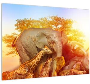 Skleněný obraz afrických zvířátek (70x50 cm)