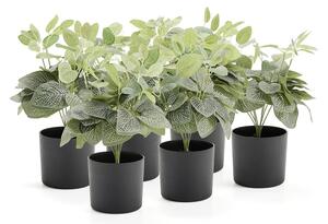 AJ Produkty Umělá rostlina EVERGREEN, fitónie, výška 380 mm, 6 ks