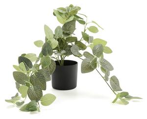 AJ Produkty Umělá rostlina EVERGREEN, fitónie, závěsná, délka 600 mm, 1 ks