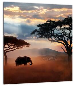 Obraz - Národní park Serengeti, Tanzánie, Afrika (30x30 cm)