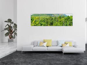 Obraz - Babi Hora, Polsko (170x50 cm)
