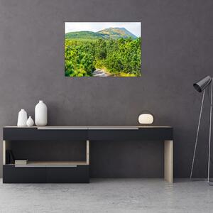 Obraz - Babi Hora, Polsko (70x50 cm)