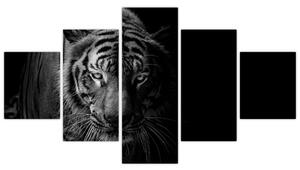 Obraz divokého tygra (125x70 cm)
