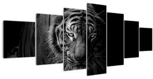 Obraz divokého tygra (210x100 cm)