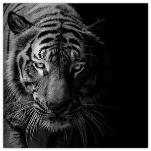 Obraz divokého tygra (30x30 cm)