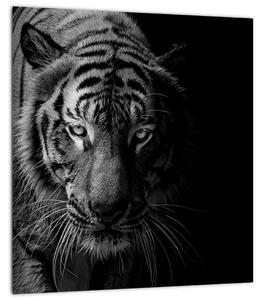 Obraz divokého tygra (30x30 cm)