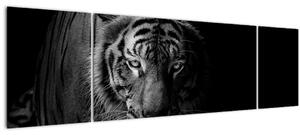 Obraz divokého tygra (170x50 cm)