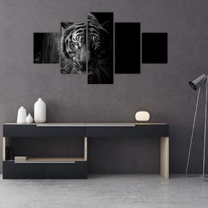Obraz divokého tygra (125x70 cm)