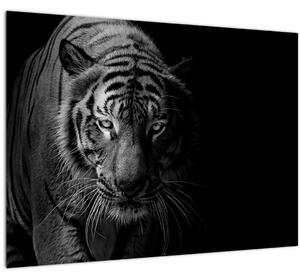 Obraz divokého tygra (70x50 cm)
