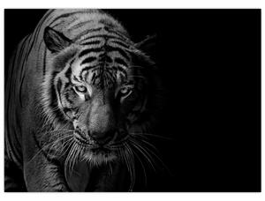 Obraz divokého tygra (70x50 cm)