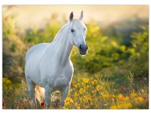 Obraz bílého koně na louce (70x50 cm)