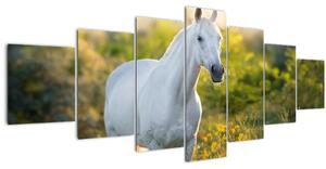Obraz bílého koně na louce (210x100 cm)