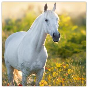 Obraz bílého koně na louce (30x30 cm)