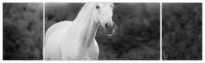 Obraz bílého koně na louce, černobílá (170x50 cm)