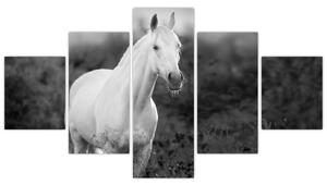 Obraz bílého koně na louce, černobílá (125x70 cm)
