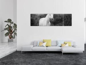 Obraz bílého koně na louce, černobílá (170x50 cm)