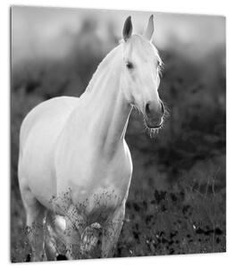 Obraz bílého koně na louce, černobílá (30x30 cm)