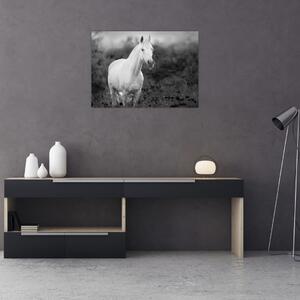 Obraz bílého koně na louce, černobílá (70x50 cm)