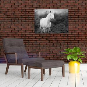 Obraz bílého koně na louce, černobílá (70x50 cm)