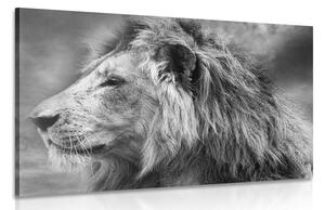 Obraz africký lev v černobílém provedení Varianta: 120x80