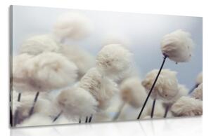 Obraz arktické květiny bavlny Varianta: 90x60