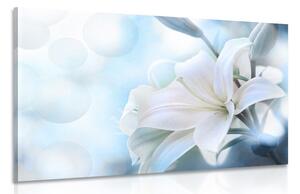 Obraz bílý květ lilie na abstraktním pozadí Varianta: 60x40