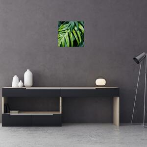 Obraz - Tropické listy (30x30 cm)