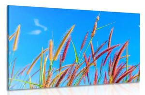 Obraz divoká tráva pod modrou oblohou Varianta: 60x40