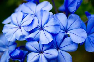 Obraz divoké modré květy Varianta: 60x40