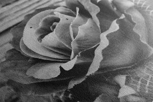 Obraz růžová vintage růže Varianta: 60x40