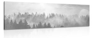 Obraz mlha nad lesem v černobílém provedení Varianta: 150x50
