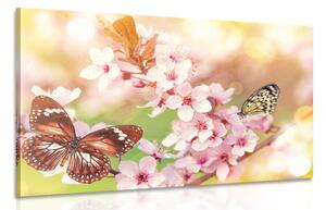 Obraz jarní květiny s exotickými motýly Varianta: 90x60