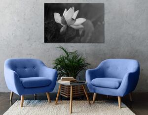 Obraz jemný lotosový květ v černobílém provedení Varianta: 60x40
