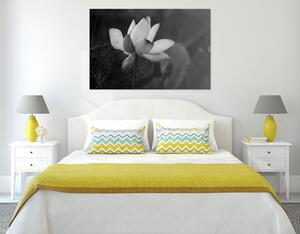 Obraz jemný lotosový květ v černobílém provedení Varianta: 60x40