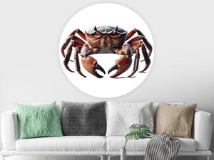 Krab samolepka na zeď arch 45 x 45 cm