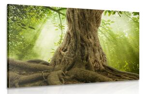 Obraz kořen stromu Varianta: 60x40