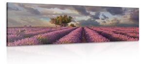 Obraz země levandulových polí Varianta: 150x50