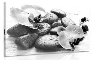 Obraz krásná souhra kamenů a orchideje v černobílém provedení Varianta: 60x40