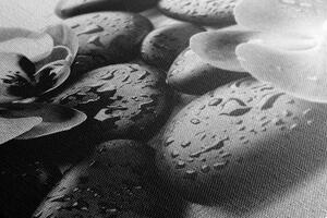 Obraz krásná souhra kamenů a orchideje v černobílém provedení Varianta: 120x80
