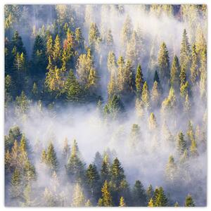 Obraz stromů v mlze (30x30 cm)